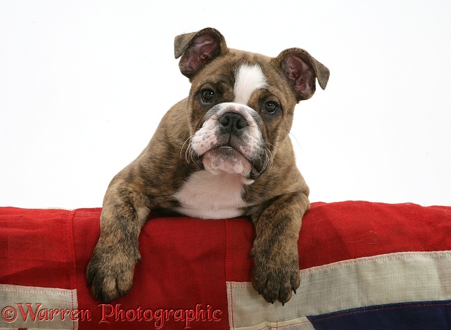 Bulldog pup with paws over Union Jack flag, white background