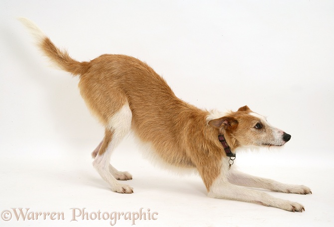 Lurcher, Kipling, in play-bow, white background