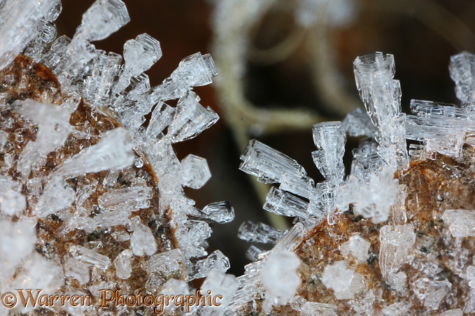 Frost crystals on a fallen oak leaf
