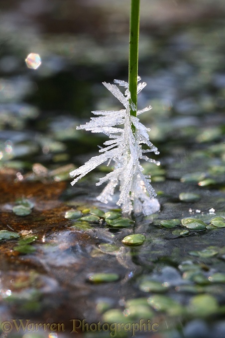 Frost crystals on a grass blade projecting above a frozen pond