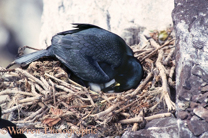 Shag (Phalacrocorax aristotelis) incubating female turning eggs in the nest.  North Atlantic