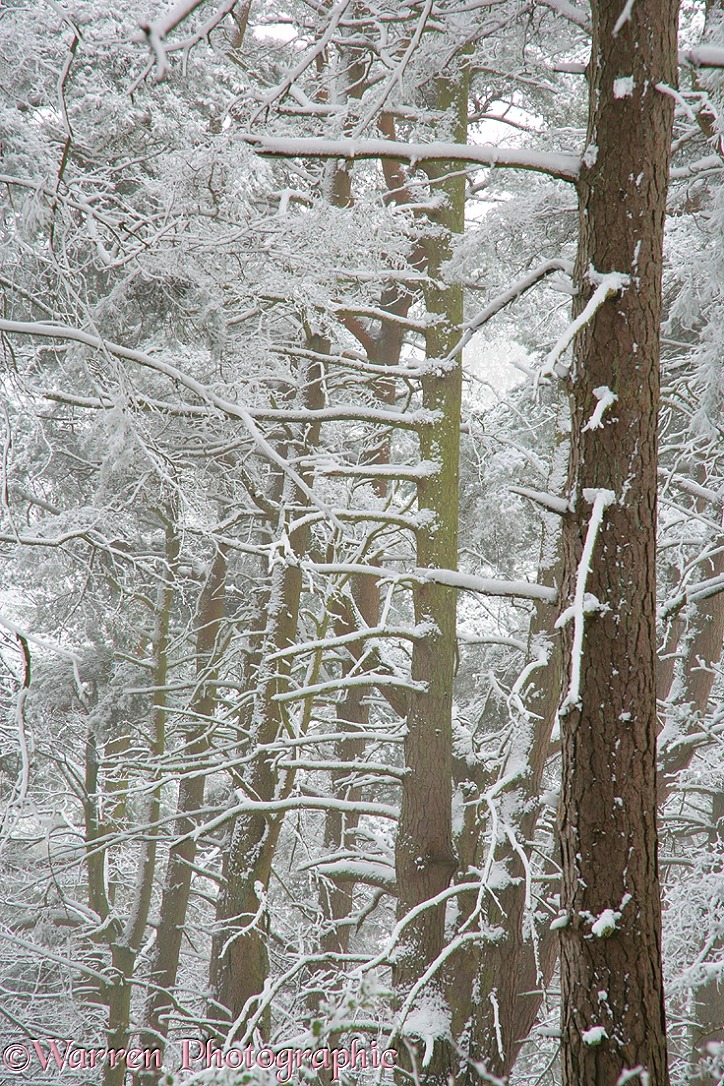 Snow on Scots Pines (Pinus sylvestris)