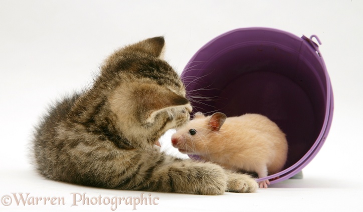Kitten playing with hamster in a toy bucket, white background