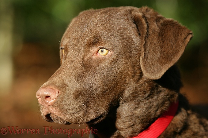 Chesapeake Bay Retriever dog, Teague
