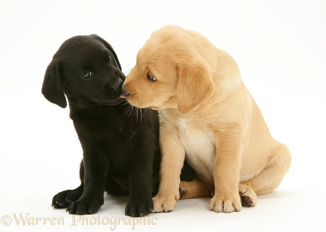 One black and one yellow Labrador pups, white background