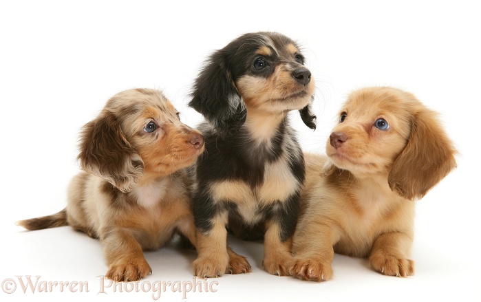 Three Dapple Miniature Long-haired Dachshund pups, white background