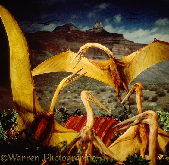 Giant Pterosaurs (Quetzalcoatlus) congregating to feed on a Triceratops carcass