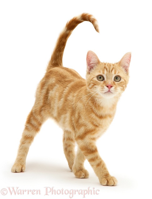 Ginger kitten, Benedict, white background