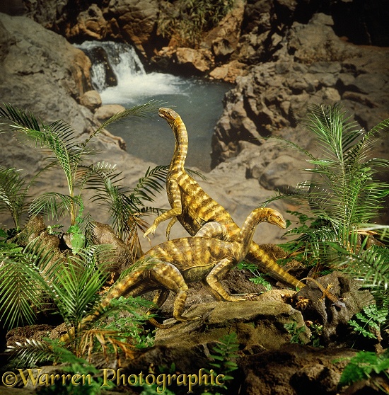 Primitive prosauropods, Thecodontosaurus, one browsing cycads, the other about to pounce a lizard. (length 2m, 6ft).  Upper Triassic England