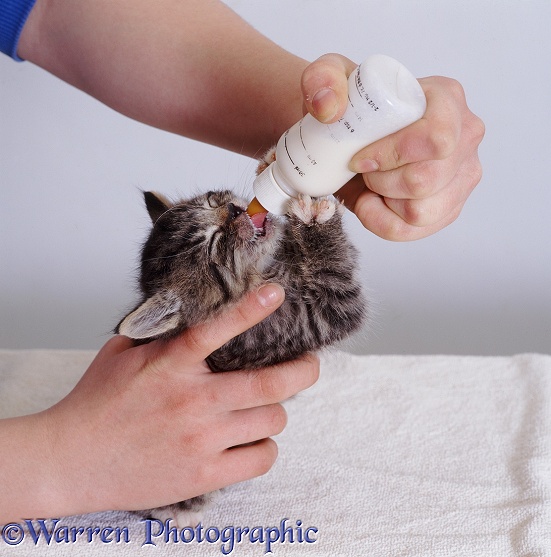Bottle feeding an orphan tabby kitten, about 4 weeks old, white background