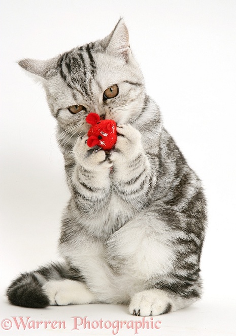 Silver tabby cat clutching a toy mouse, white background