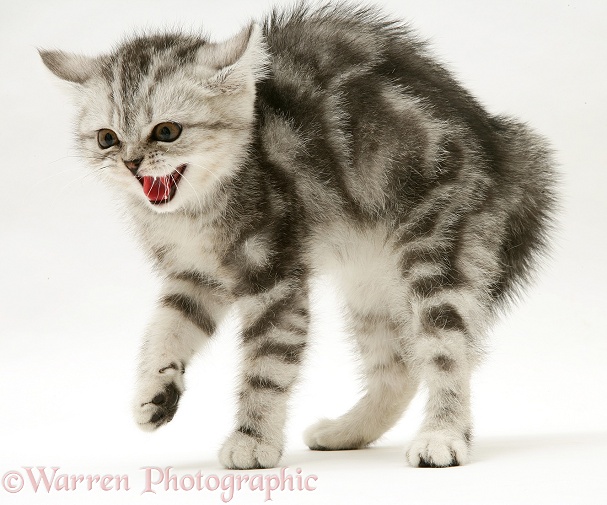 Frightened silver tabby kitten, white background