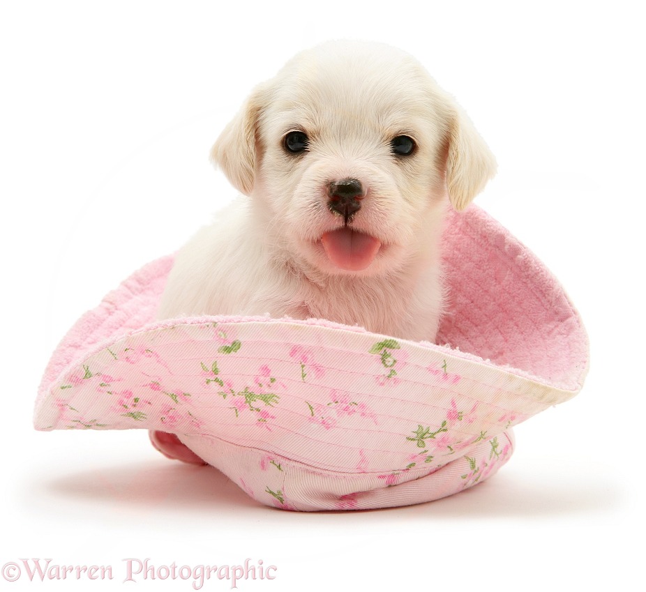 Westie x Cavalier pup in a hat, white background