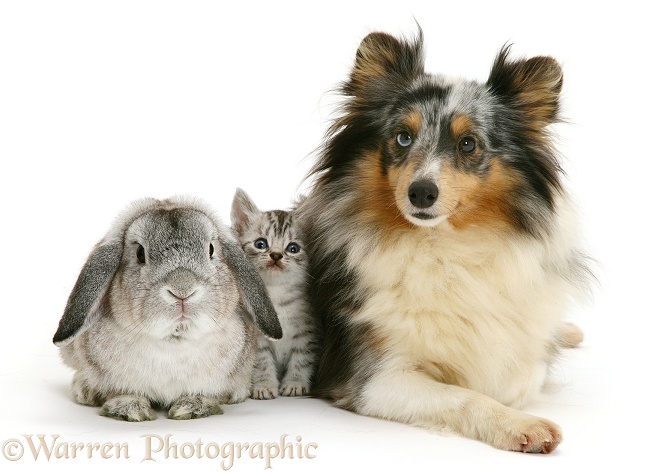 Rabbit and silver tabby kitten with merle Shetland Sheepdog bitch, Sapphire, white background