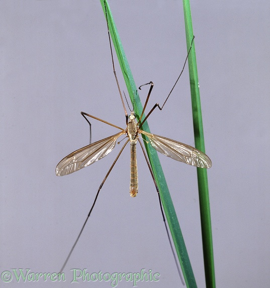 Crane Fly or 'Daddy-long-legs' (Tipula paludosa) male resting on grass blades
