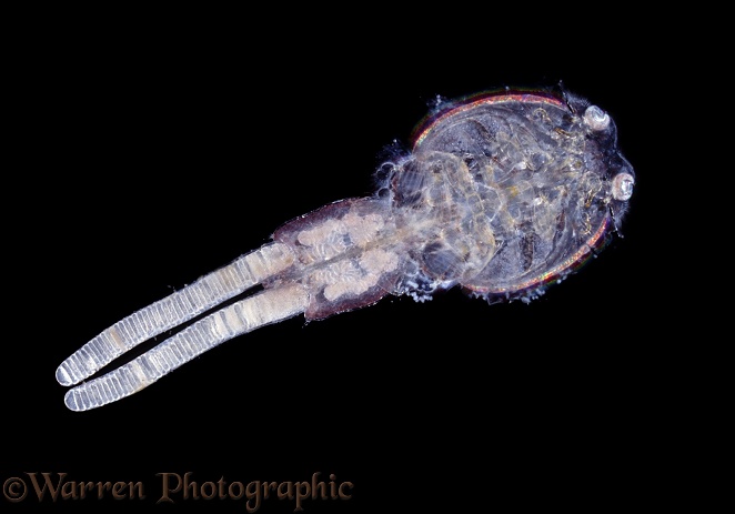 Fish Louse (Copepoda) female carrying egg pouches, taken on Sea Bass (Dicentrarchus labrax)