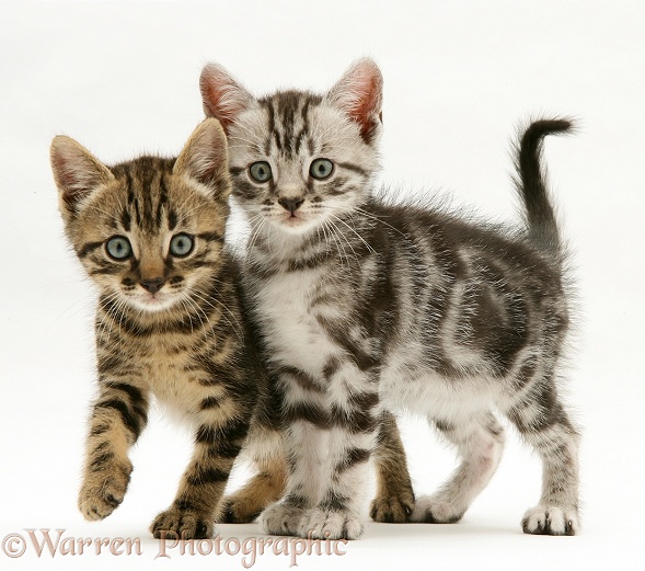 Brown and silver tabby kittens, white background