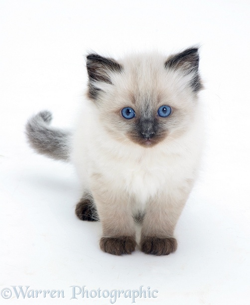 Ragdoll kitten, white background