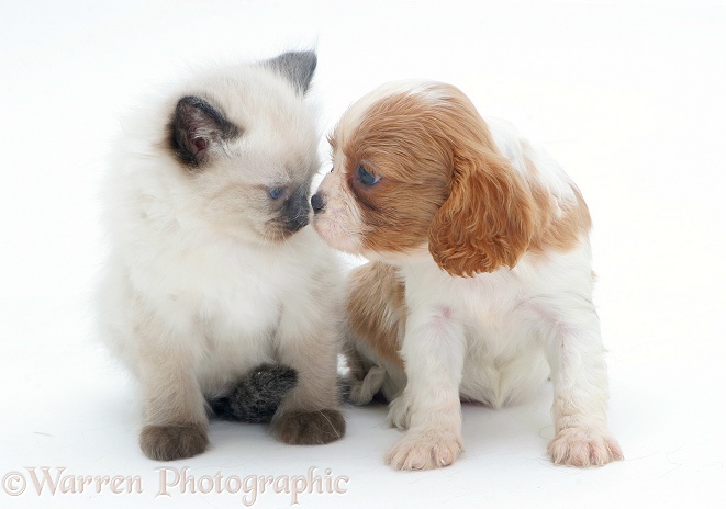 Blenheim Cavalier King Charles Spaniel pup with Ragdoll kitten, white background