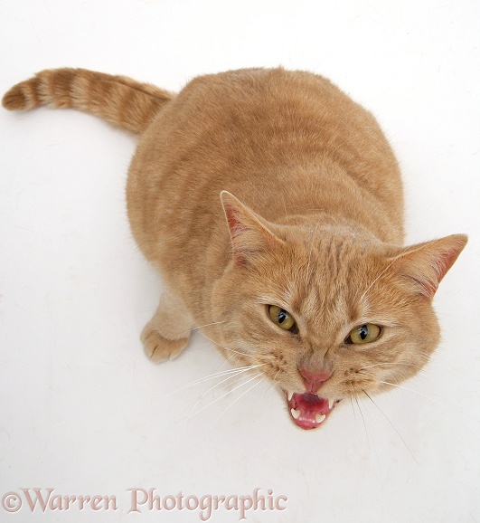 Cream spotted British shorthair cat, Horatio, miaowing, white background
