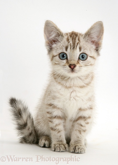 Sepia tabby Bengal-cross kitten, white background