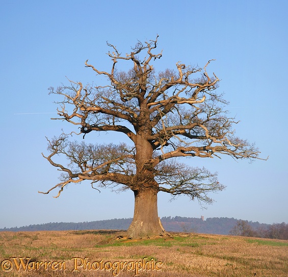 English Oak (Quercus robur) - Winter (22-12-2006).  Surrey, England