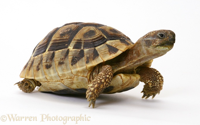 Baby Hermann's Tortoise (Testudo hermanni), 18 months old, white background