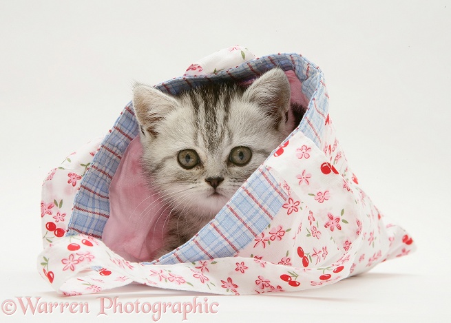Silver tabby kitten in a child's pink cloth bag, white background
