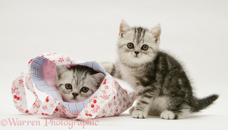 Silver tabby kittens with a child's pink cloth bag, white background