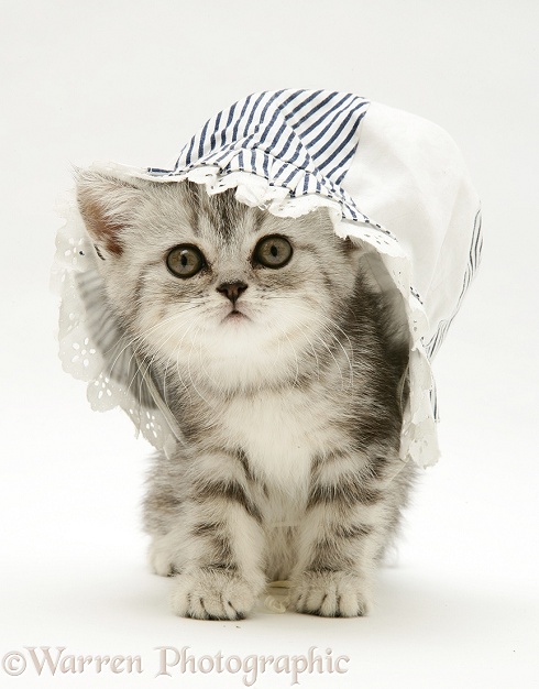 Silver tabby kitten in a baby's sun hat, white background