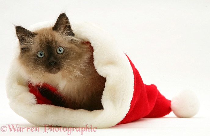 Chocolate Birman-cross kitten in a Santa hat, white background