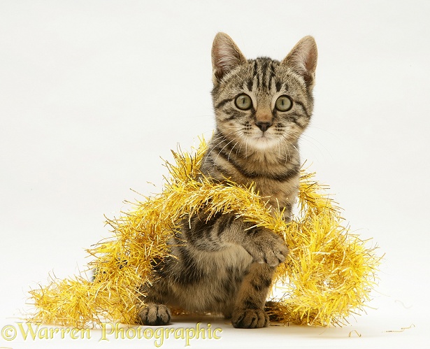 Brown tabby kitten with gold tinsel, white background