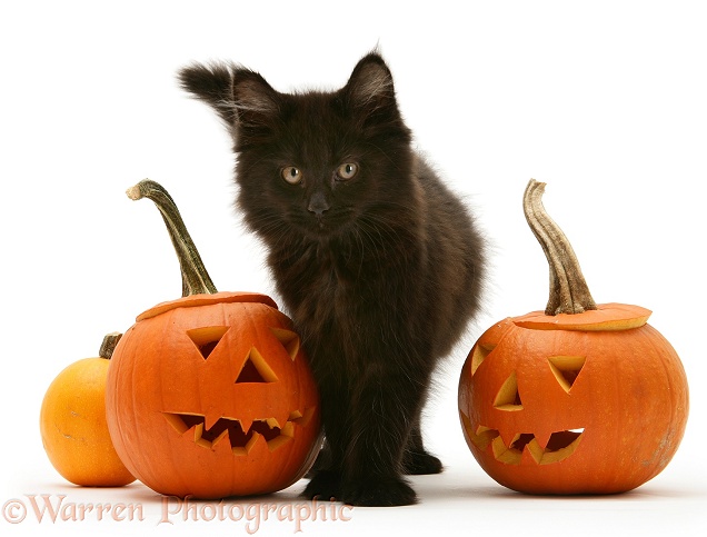 Black Maine Coon kitten with Halloween Pumpkins, white background