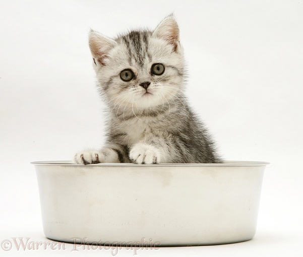 Silver tabby kitten in a stainless steel bowl, white background