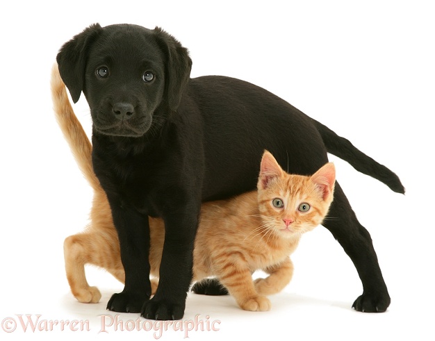 Young ginger cat Sparkle peeping from under black Labrador pup, white background