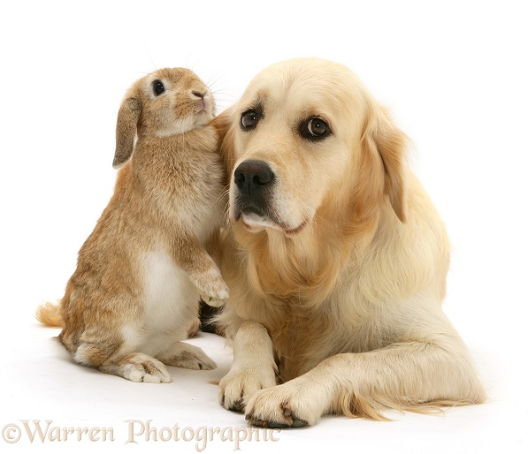Golden Retriever Lola 'listening' to sandy Lop rabbit whispering in her ear, white background