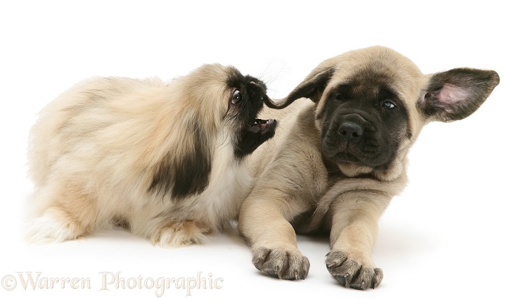 Pekingese pup, Mop, biting ear of English Mastiff pup, white background