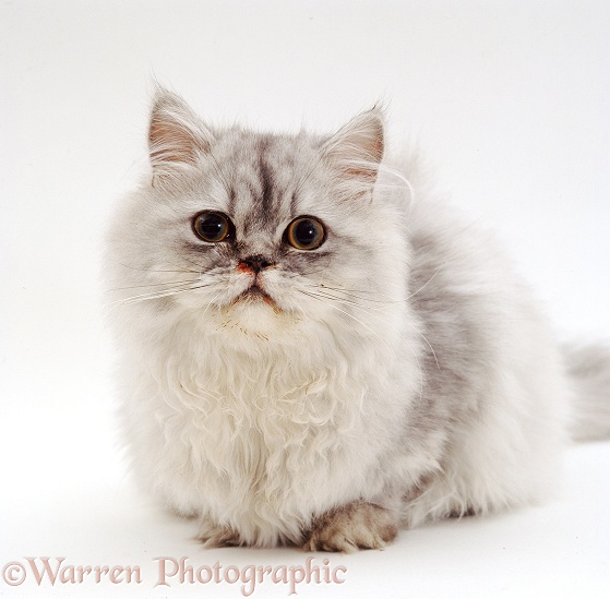 Longhaired Silver tabby cat has been sneezing blood (Feline Influenza symptoms), white background