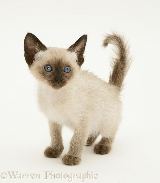 Siamese-cross kitten, white background