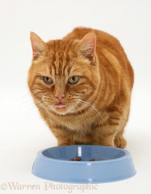 British shorthair red tabby cat, Glenda, eating catfood from a blue bowl, white background