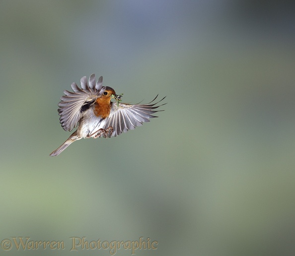 European Robin (Erithacus rubecula) bringing food to its young.  Europe