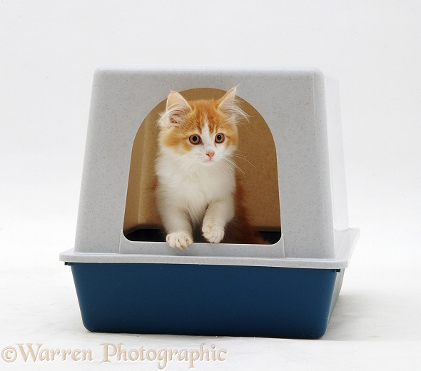 Ginger-and-white kitten coming out of his igloo litter tray, white background