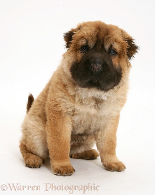 Bear coat Shar Pei pup, Ruffles, 11 weeks old, white background