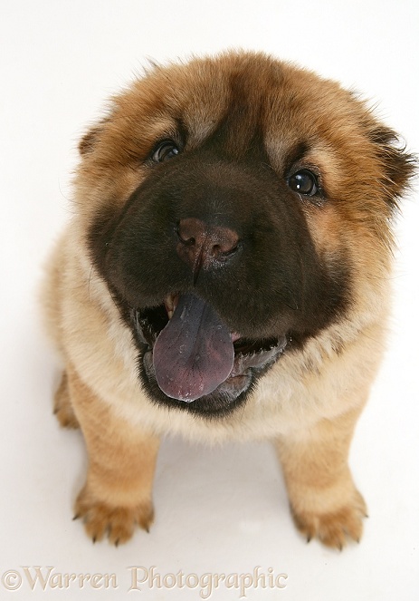 Bear coat Shar Pei pup, Ruffles, 11 weeks old, showing her black tongue, white background