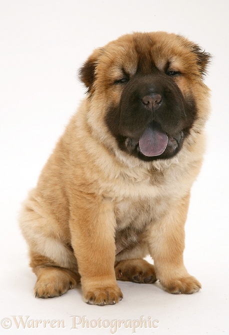 Bear coat Shar Pei pup, Ruffles, 11 weeks old, showing her black tongue, white background