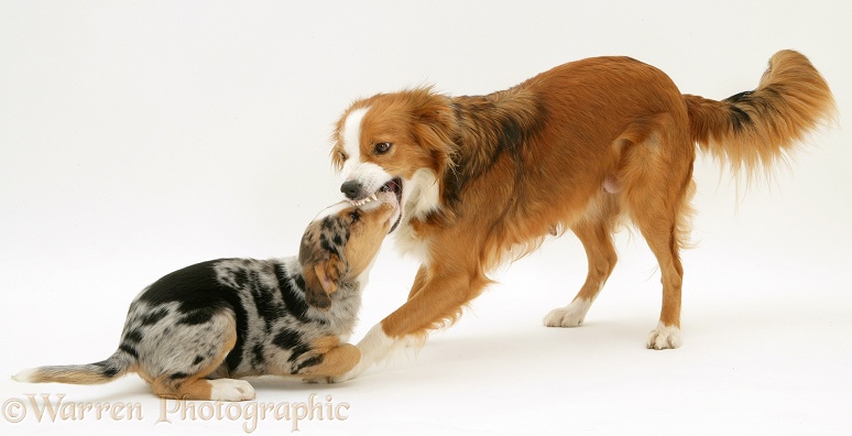 Sable Border Collie, Lollipop, keeping her pup, Kylie, submissive by holding her muzzle in her jaws, white background