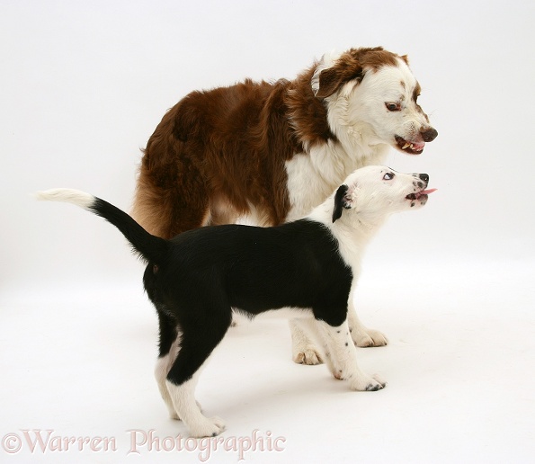 White-faced Border Collie, Teddy, snarling at pup, Kicker, who tongue flicks ingratiating in return, white background