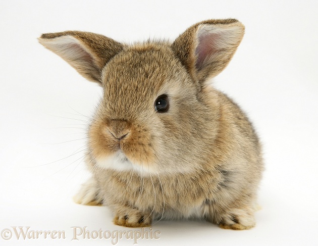 Baby agouti Lop rabbit, white background