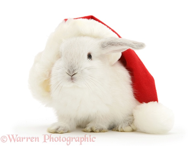 White baby rabbit in a Santa hat, white background