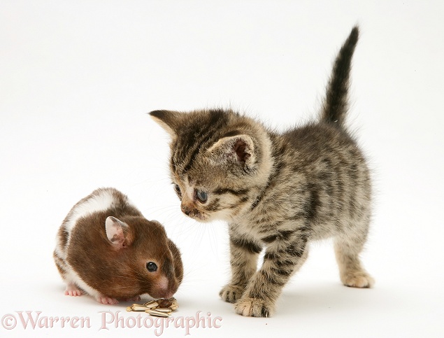 Brown spotted British Shorthair tabby kitten watching a hamster, Tibbles, fill his pouches, white background